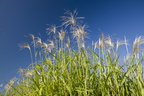 Miscanthus1 013.jpg